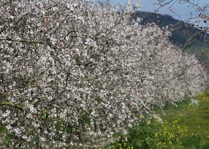 Semesterbostad 159 Casa Alba Etv9785 By Mallorca Charme Can Picafort (Mallorca)