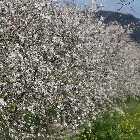 別荘 159 Casa Alba Etv9785 By Mallorca Charme カン・ピカフォルト